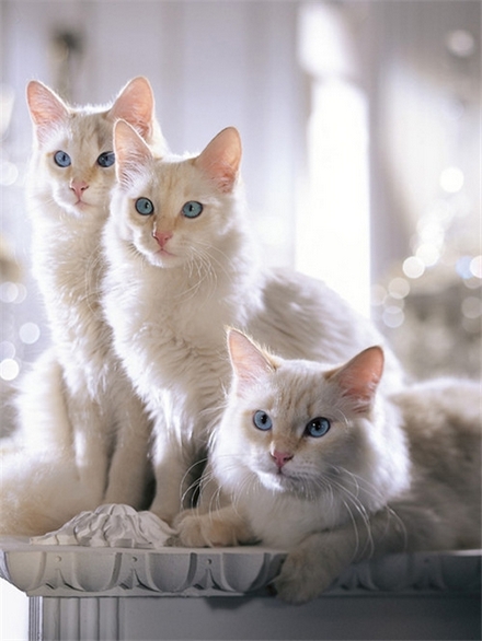 乖巧伶俐的可爱动物萌猫咪壁纸大全 