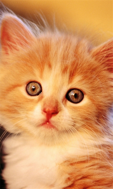 乖巧伶俐的可爱动物萌猫咪壁纸大全 