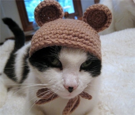 乖巧伶俐的可爱动物萌猫咪壁纸大全 
