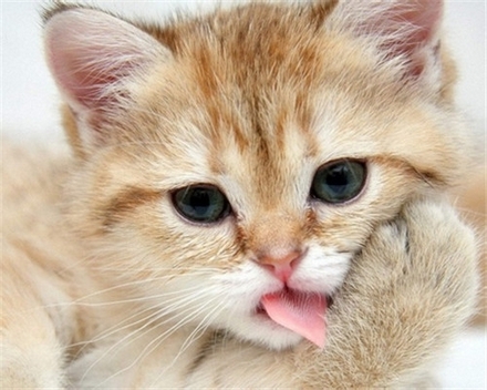 乖巧伶俐的可爱动物萌猫咪壁纸大全 