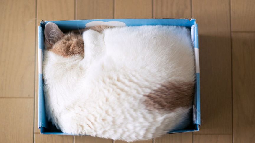 趣味搞怪的猫咪动物图片壁纸大全