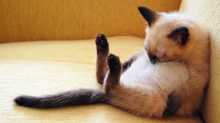趣味搞怪的猫咪动物图片壁纸大全