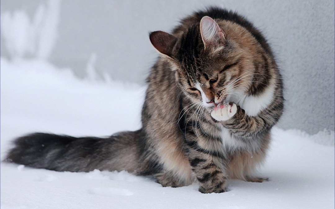 雪地上玩耍的猫咪动物高清
