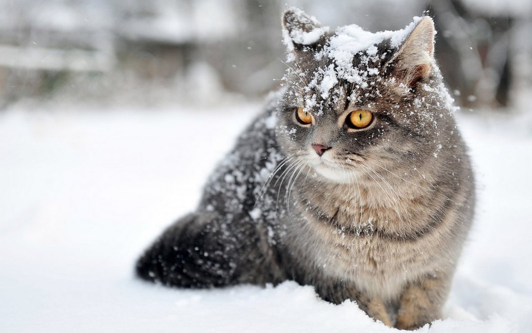 雪地上玩耍的猫咪动物高清