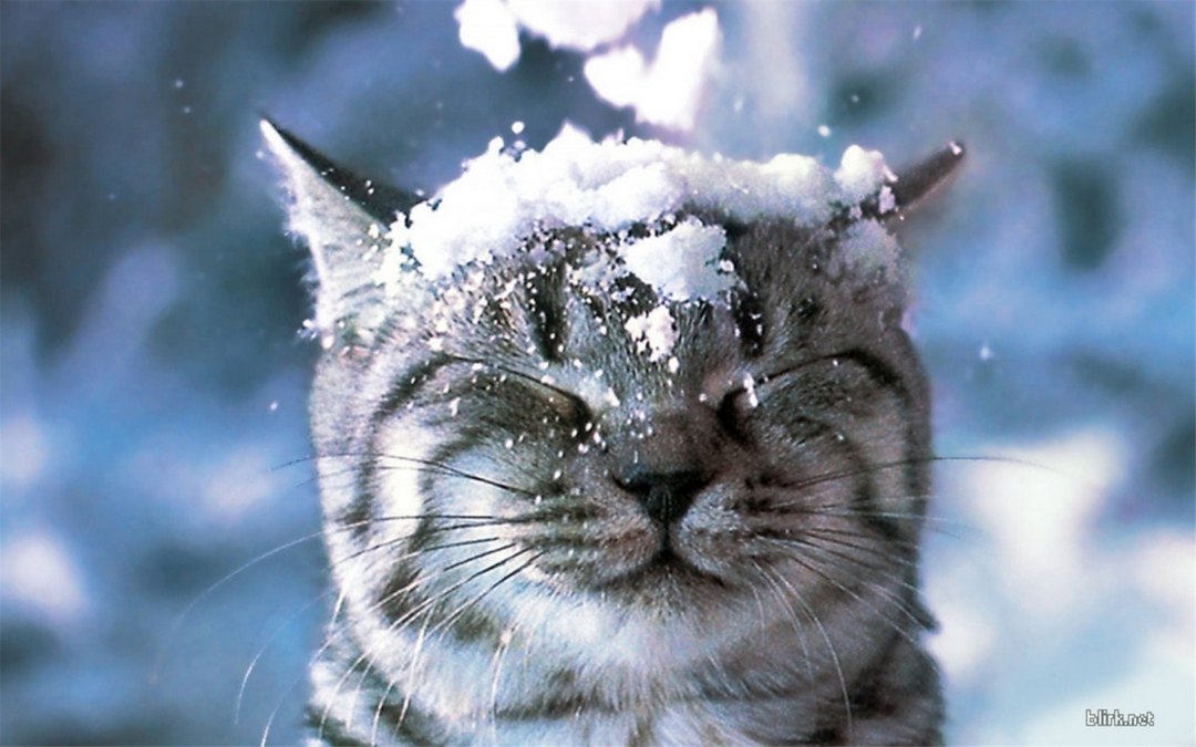 雪地上玩耍的猫咪动物高清