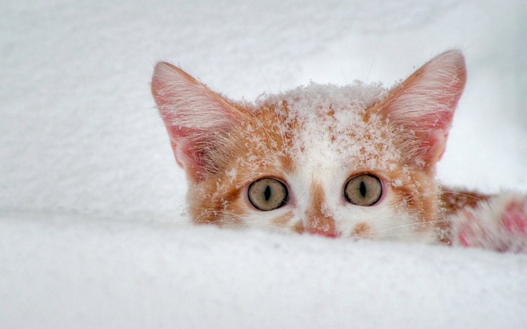 雪地上玩耍的猫咪动物高清