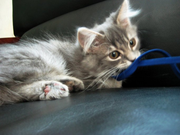 可爱迷人的曼基康猫咪动物图片