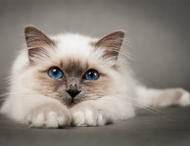 温文尔雅可爱友善的伯曼猫咪图片