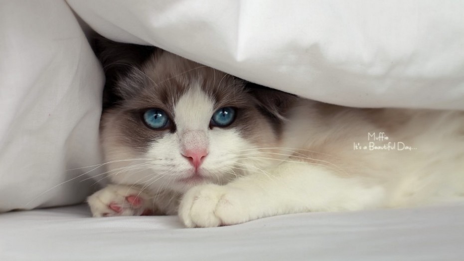 肥嘟嘟慵懒可爱的布偶猫咪动物图片