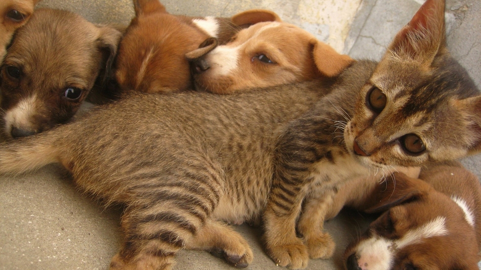 猫咪与狗狗和睦相处的精美图片