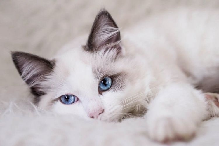 慵懒的白色波米拉猫咪动物图片