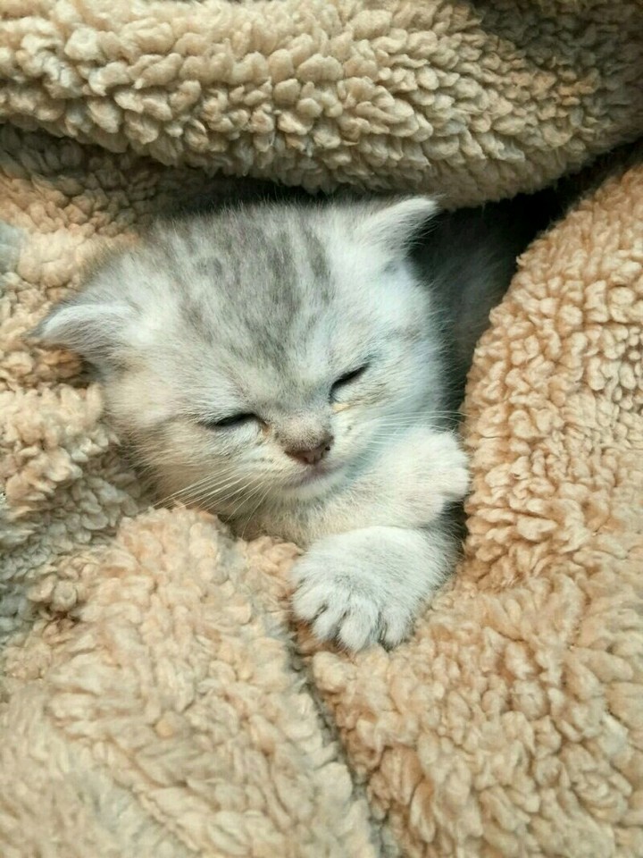 可爱猫咪幼崽美国刚毛猫动物图片