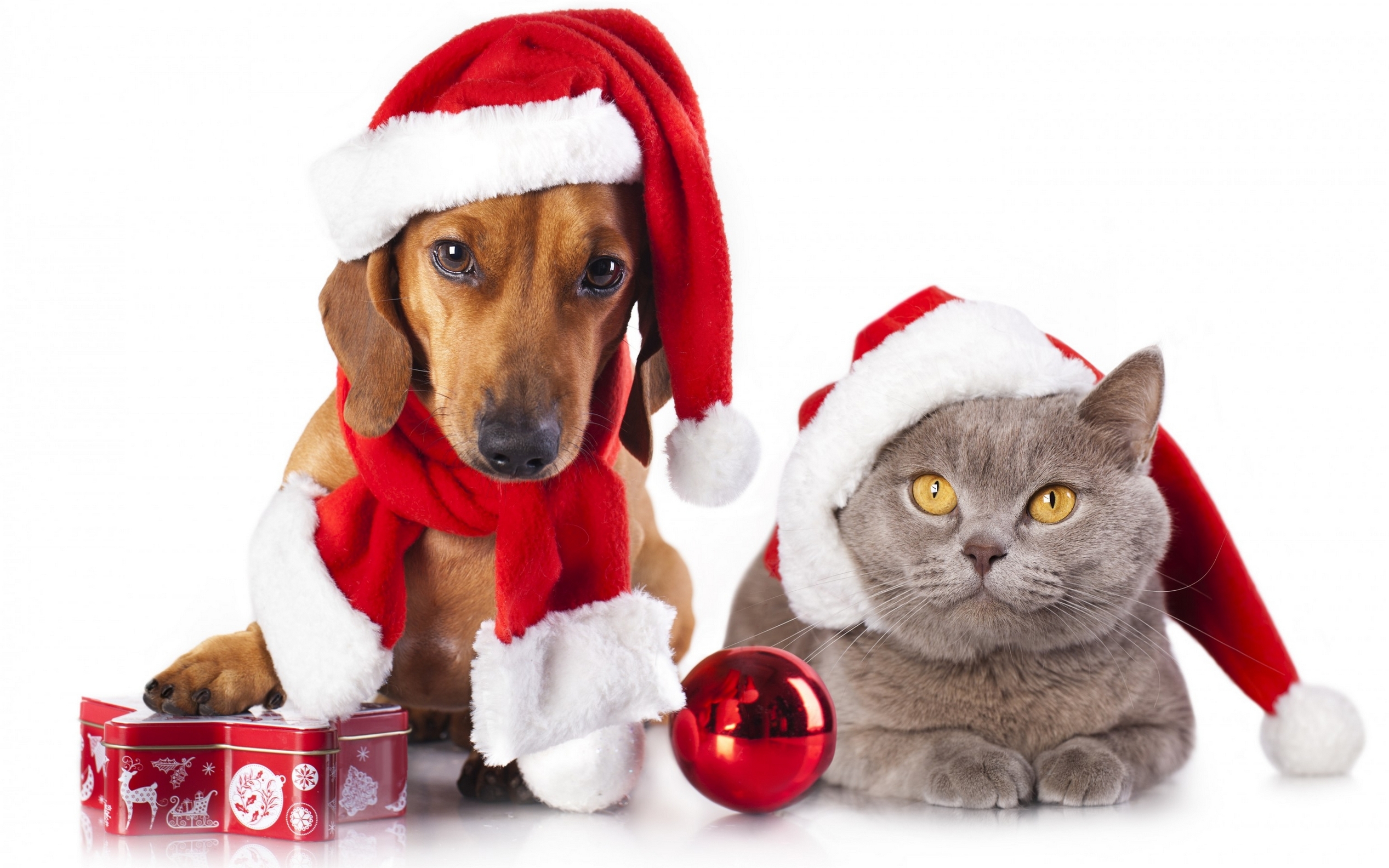 可爱的猫咪狗狗动物圣诞系列图片