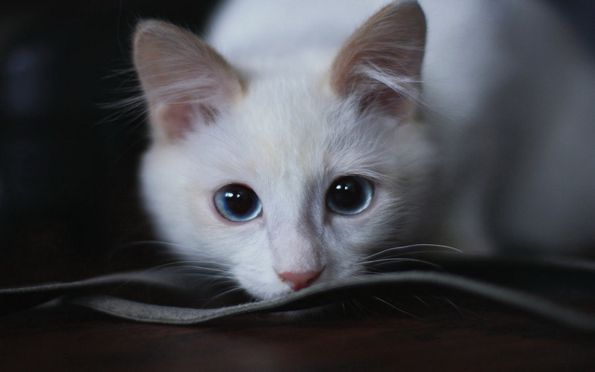 近拍调皮可爱的猫咪动物图片