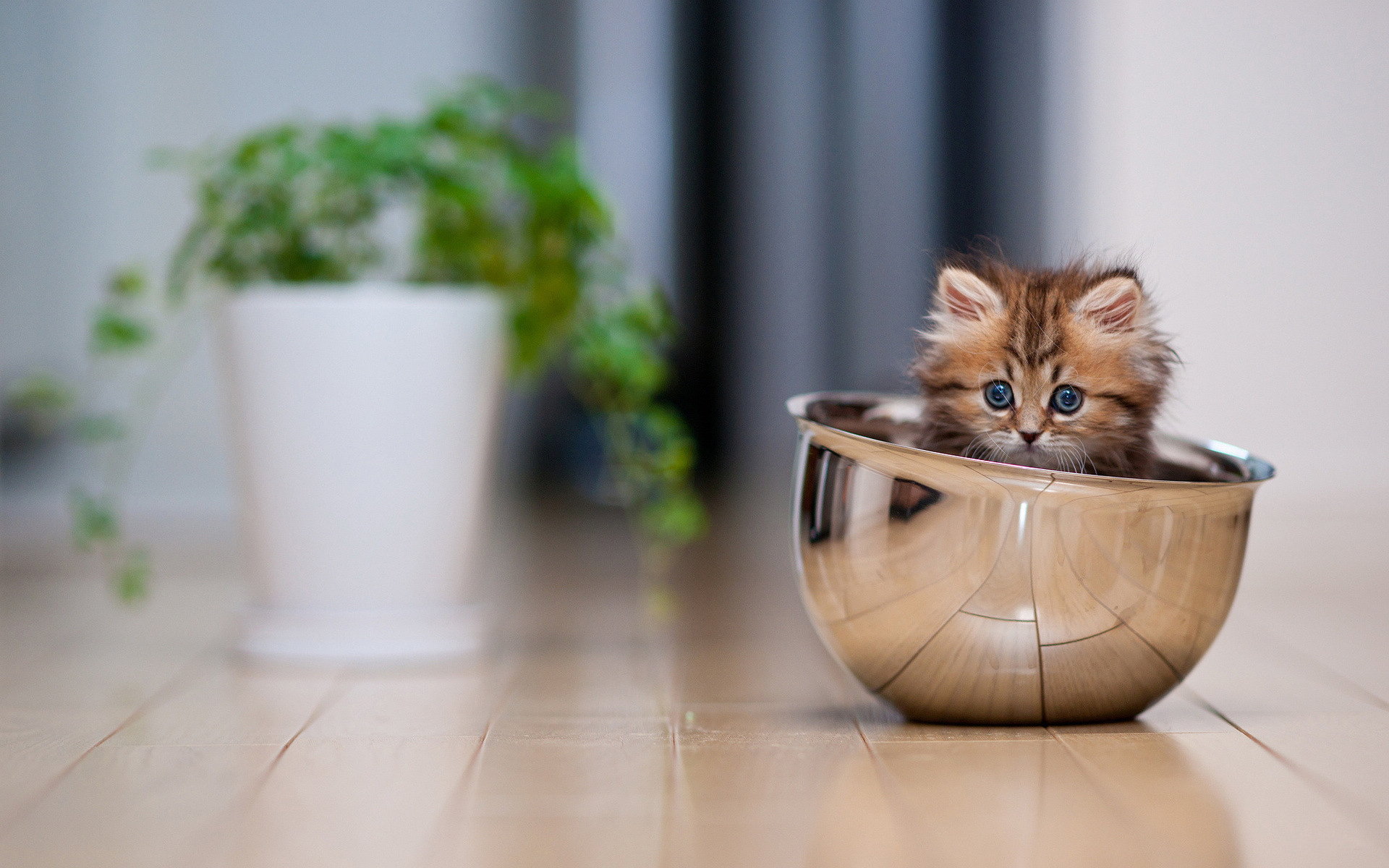 精选可爱萌宠动物小猫咪高清图片