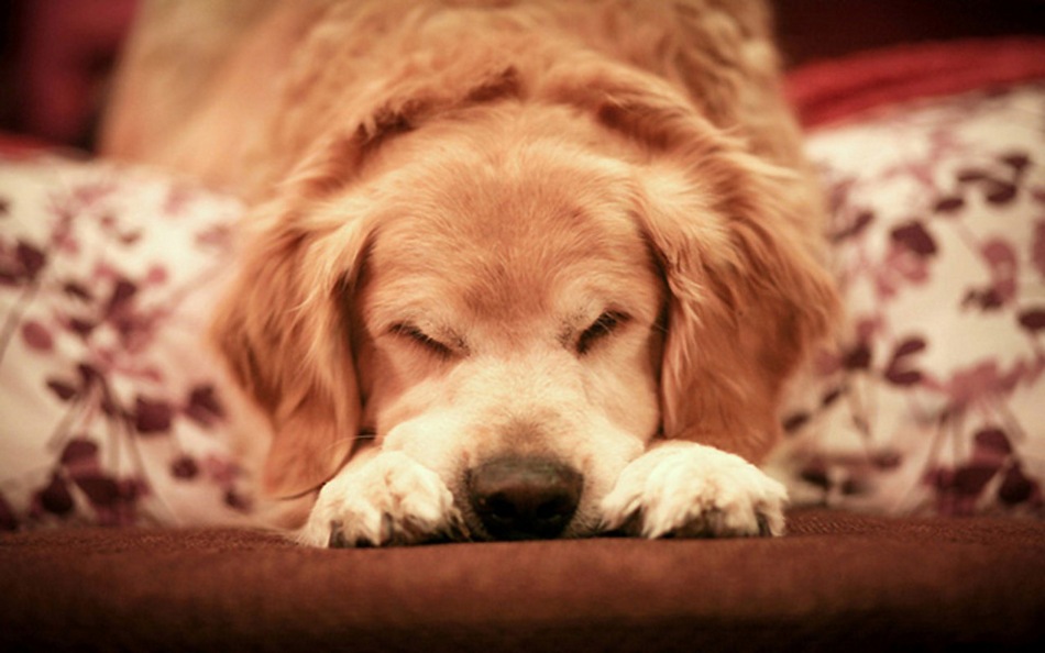 可爱萌萌哒的狗狗和猫咪动物图片