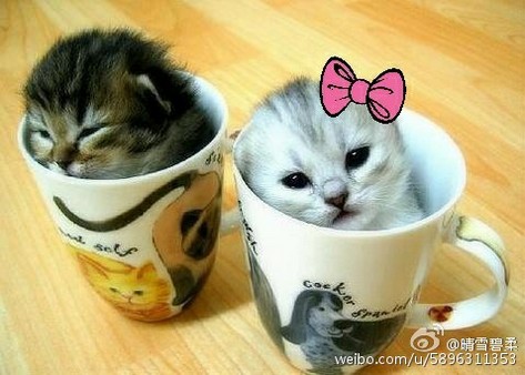超萌可爱的小茶杯猫可爱猫咪图片