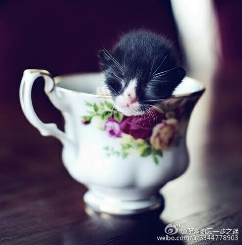超萌可爱的小茶杯猫可爱猫咪图片