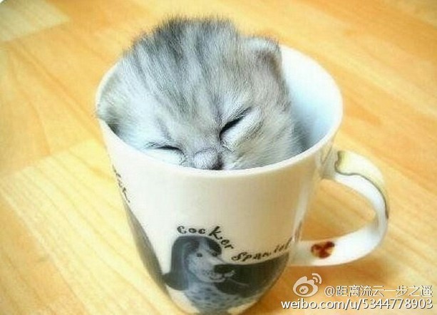 超萌可爱的小茶杯猫可爱猫咪图片