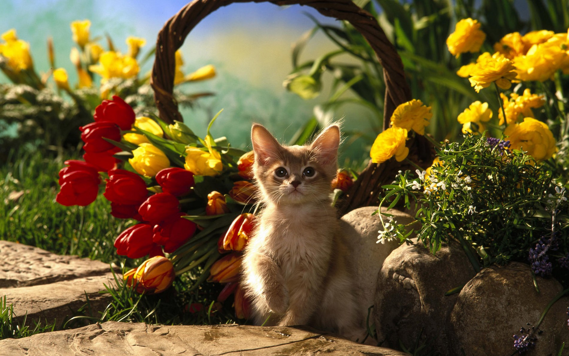 可爱的萌物猫咪高清动物图片合集