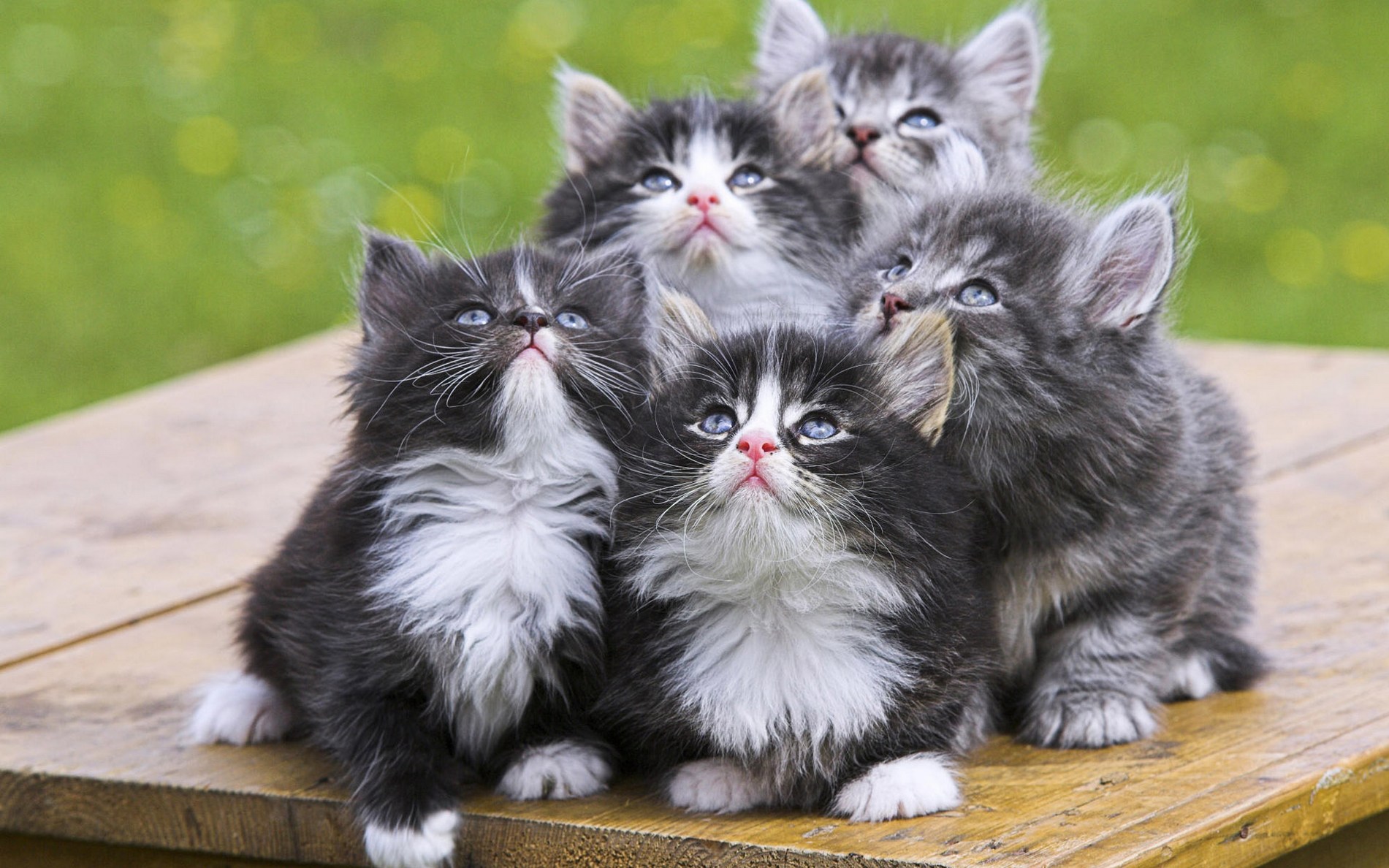 可爱的萌物猫咪高清动物图片合集