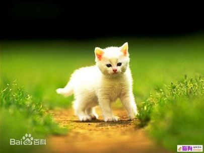 小卡尔特猫咪户外活动动物图片