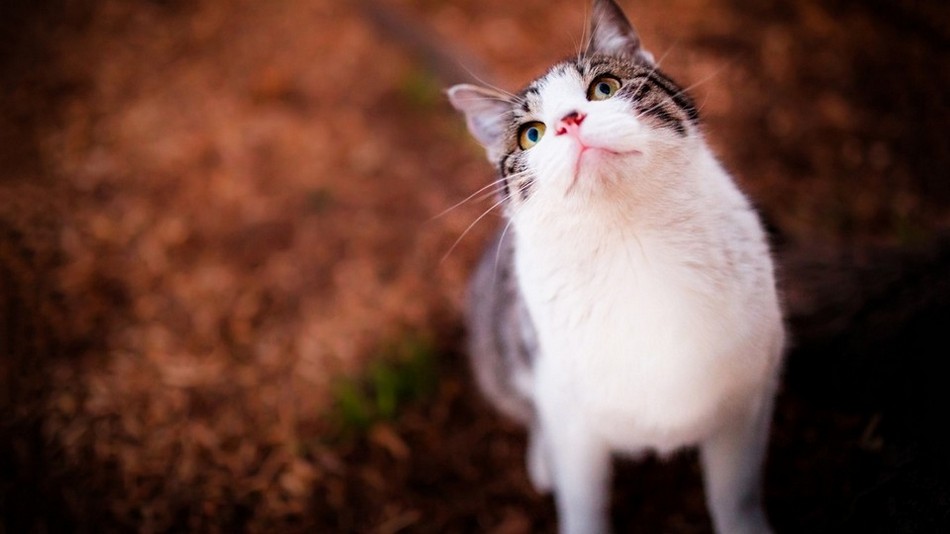 可爱萌趣的动物猫咪特写图片大全