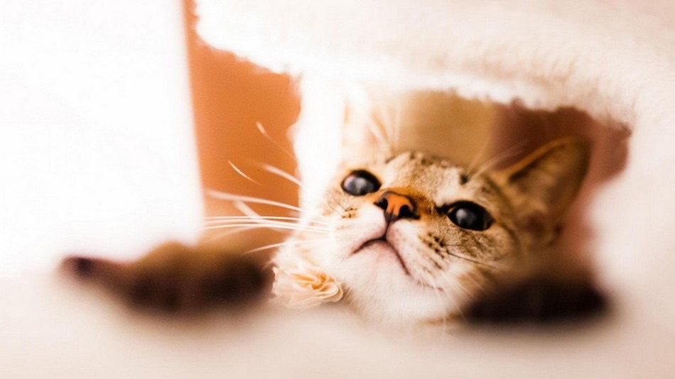 可爱萌趣的动物猫咪特写图片大全