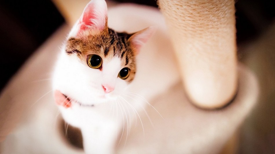 可爱萌趣的动物猫咪特写图片大全