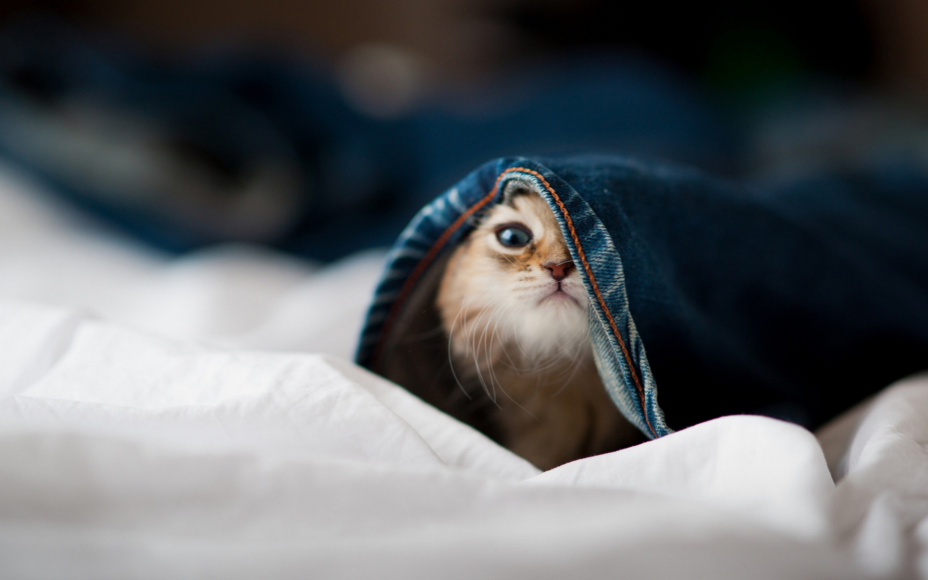 会卖萌可爱的小猫咪高清动物图片