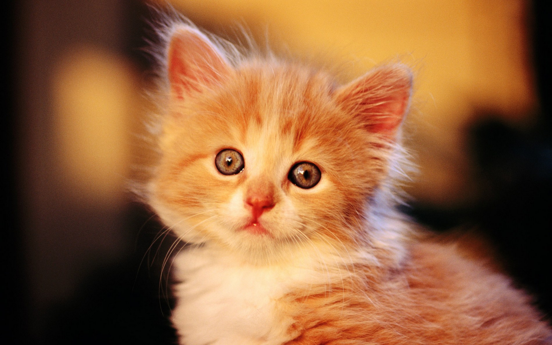 娇小可爱的萌猫咪动物高清图片