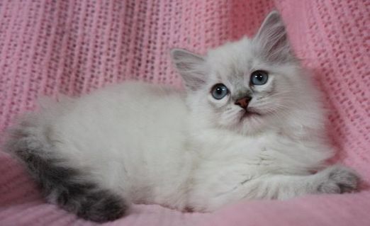 唯美特写可爱猫咪小褴褛猫图片