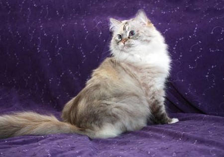唯美特写可爱猫咪小褴褛猫图片
