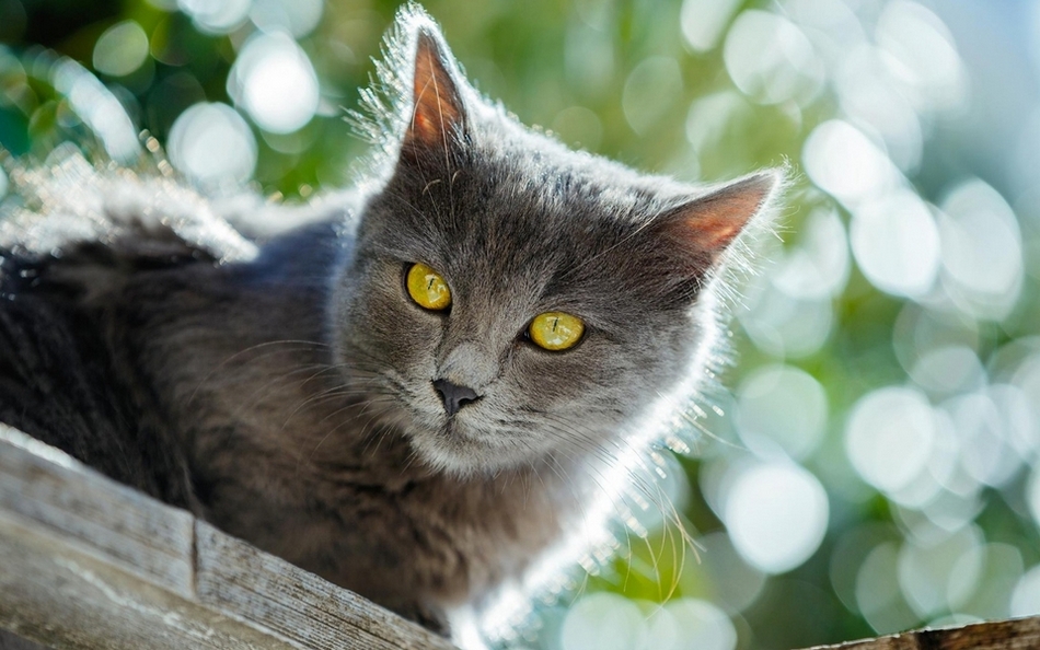 招人喜欢的小萌猫咪动物高清图片