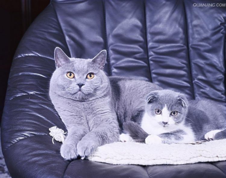 乖巧可爱猫咪卡尔特猫动物图片