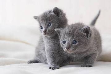 乖巧可爱猫咪卡尔特猫动物图片