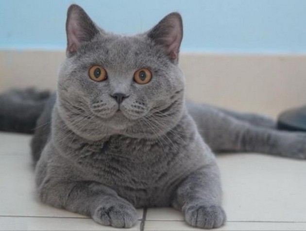 乖巧可爱猫咪卡尔特猫动物图片