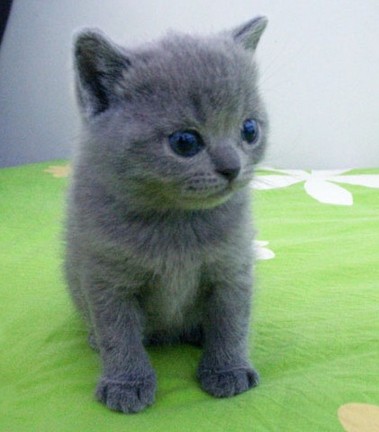 乖巧可爱猫咪卡尔特猫动物图片