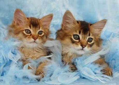 可爱猫咪索马里猫动物壁纸图片