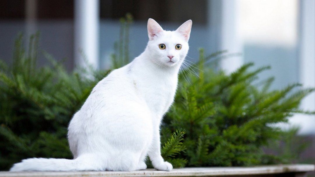 可爱俊俏的猫咪动物高清图片