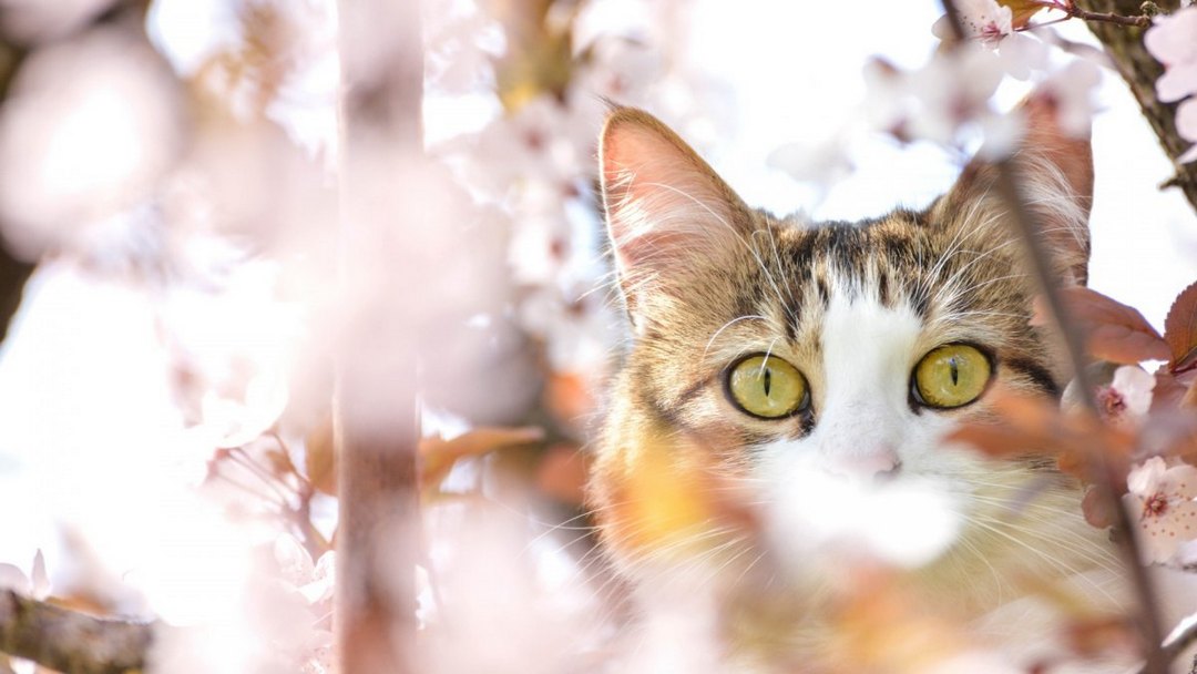 可爱俊俏的猫咪动物高清图片