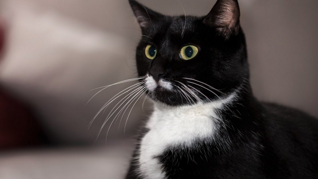 可爱俊俏的猫咪动物高清图片
