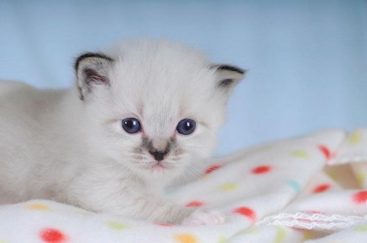可爱猫咪幼崽缅甸猫高清特写图片