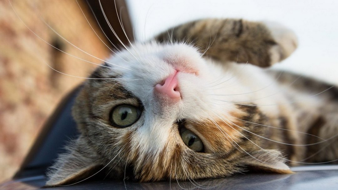 懒庸可爱猫咪动物高清图片大全