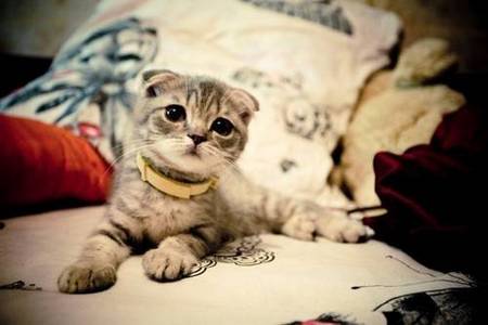 萌宠猫咪可爱居家动物图片