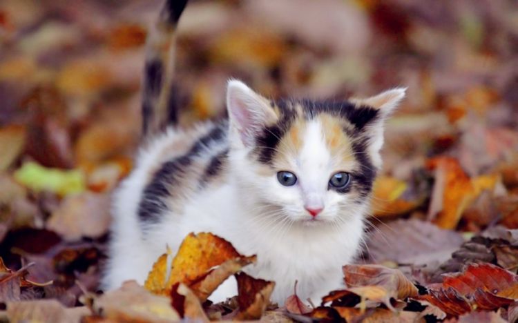软萌治愈系可爱猫咪动物壁纸大全