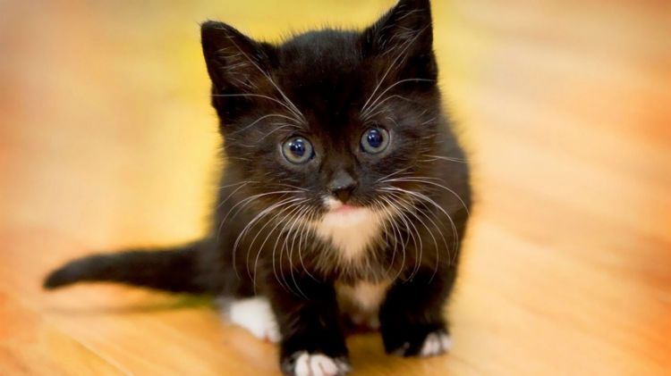 软萌治愈系可爱猫咪动物壁纸大全