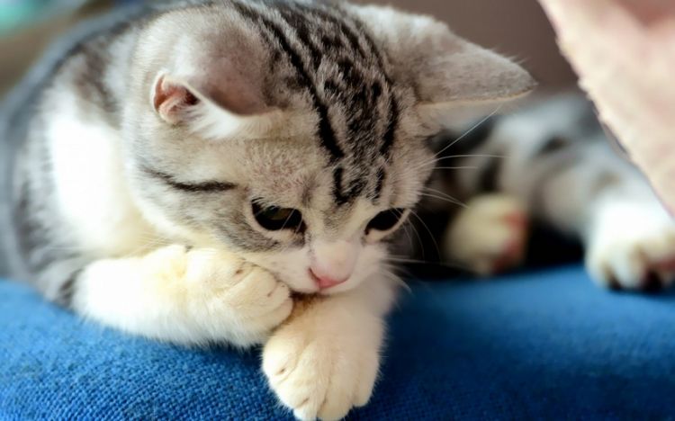 软萌治愈系可爱猫咪动物壁纸大全