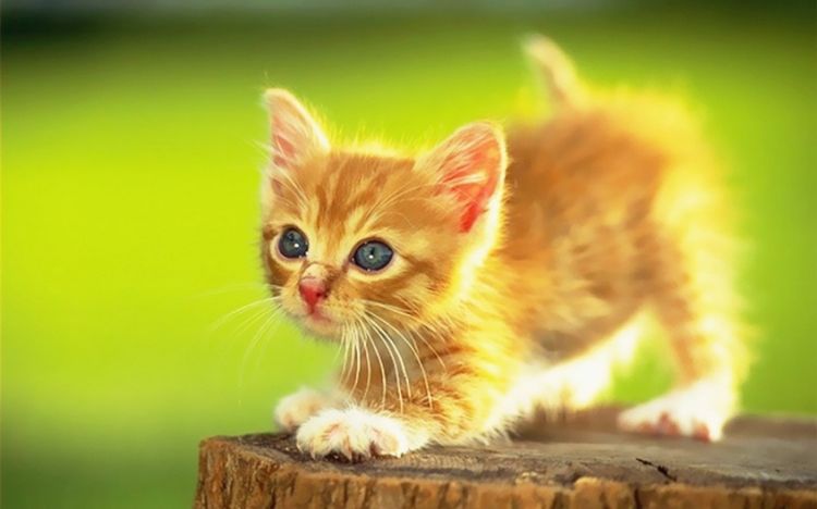 软萌治愈系可爱猫咪动物壁纸大全
