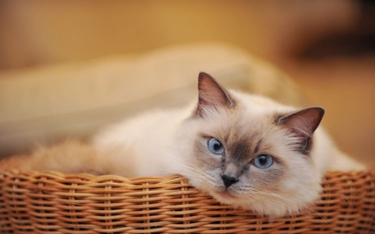 温驯可爱的猫咪桌面壁纸动物图片